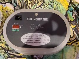 Newly hatched babies keep dying