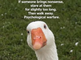 The best Bird meme!!