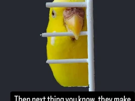 The best Bird meme!!