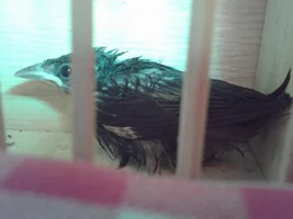 What is best for a wild orphan baby bird?