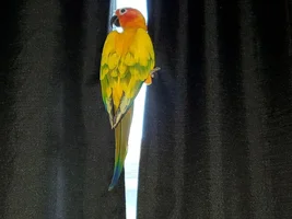 Mango's growing his flight feathers!