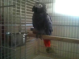 My African gray is so sick and I can't find a vet