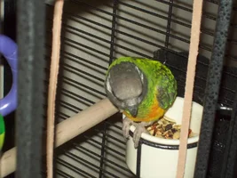 Pics of my new senegal named amos