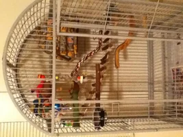 Lukah's new cage!! (: