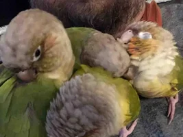 who's birds nap with them???