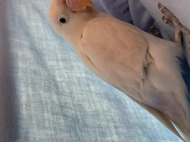 Lovebird Wings Aren't Growing?
