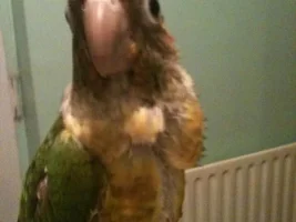 Happy Hatchday to my lovely Jasmine