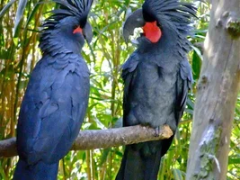 Parrot trivia!!!