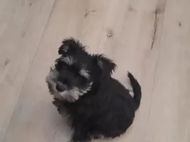 New doggo