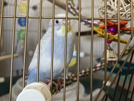 Budgie Diet - A Non-Exhaustive Guide