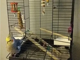 New, worried Cockatiel owner