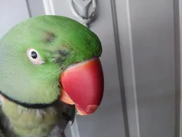 B&G Macaw Feather and down loss