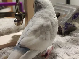 Flight feathers not growing back?