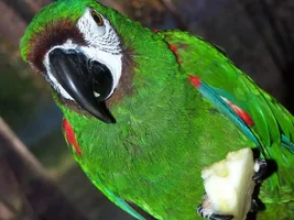 new macaw owner basic questions