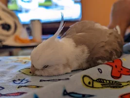 Seeking advice or ideas for cockatiel with metabolic bone disease