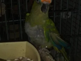 Plucking Peach Front?