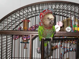 How many birds in parrot forums ?