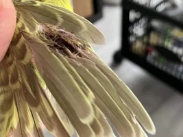 Normal feathers?
