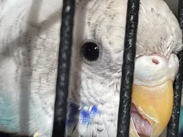 Hello! My entire life story about budgies :)