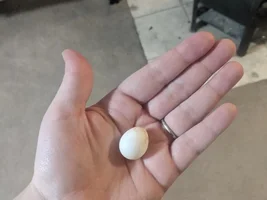 Egg from tiel or conure?