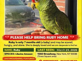 Missing Amazon in New York, NY, USA