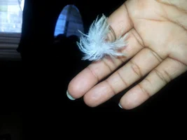 feathers everywhere?