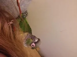 Green cheek conures eye swollen and red. Help!