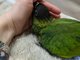I got a new birdie!  (pics)