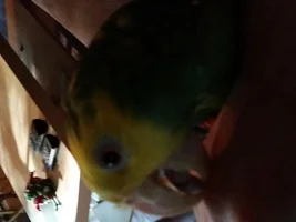 Yellow Fronted Amazon "Bean"