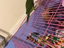 Quakers and parakeet