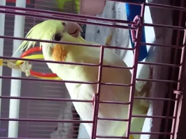 can anyone tell me if my cockatiel is male or female