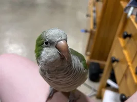Flock Thread Volume 2