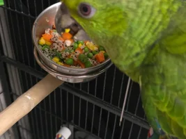 8 Weeks old baby Amazon?
