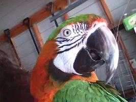 Face Feathers