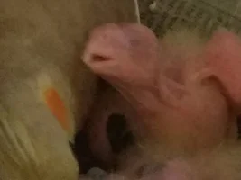 Husband has questions about hatching