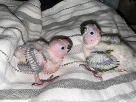 What color are these sun conure babies?