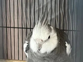 UPDATE! Cockatiel leaning forward while sleeping