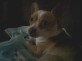 Spencer, Chihuahua/Rat Terrier