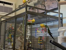 In Need of rehome