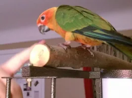 Introducing Pyro