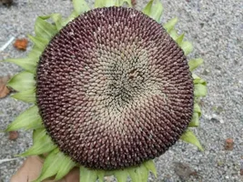 Fresh Sunflower Heads Safe?
