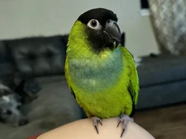New here, howdy