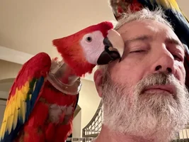 Funny Macaw stories