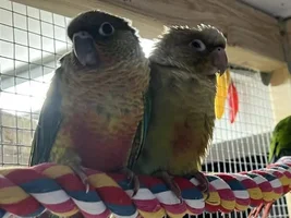 Three new conures