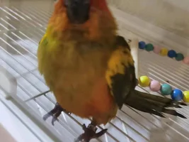Can't wait to get my little sun conure! [Update: arrived!]