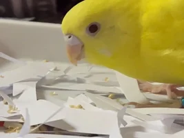 Setup for clipped parrots (small)