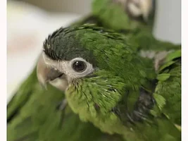 Photos of some baby Illigers