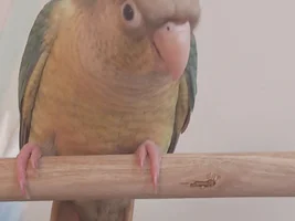 Pictures of Matcha on his play stand