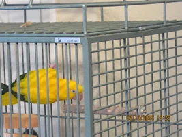 Golden conure leg band help