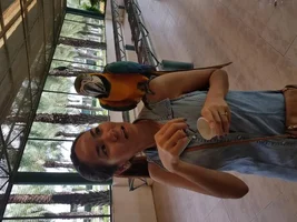 New baby blue and gold macaw parents here